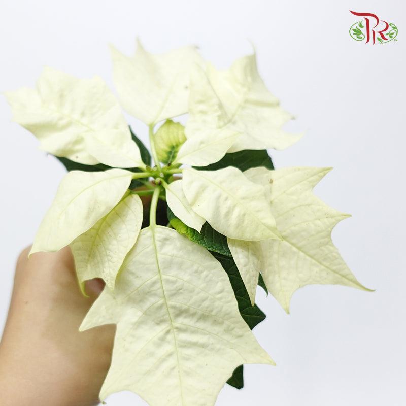 Euphorbia Pulcherrima《圣诞红》Alaska- 12CM - Pudu Ria Florist