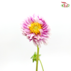Dahlia - Hybrida (Per Bunch) - Pudu Ria Florist