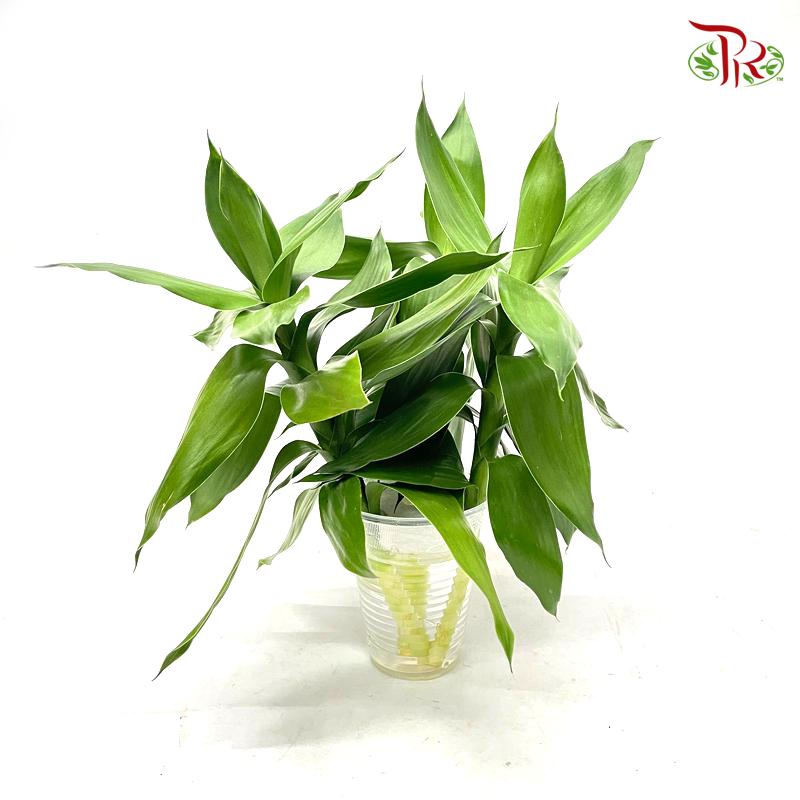 3 in 1 Lotus Bamboo In Water Cup-Malaysia-prflorist.com.my