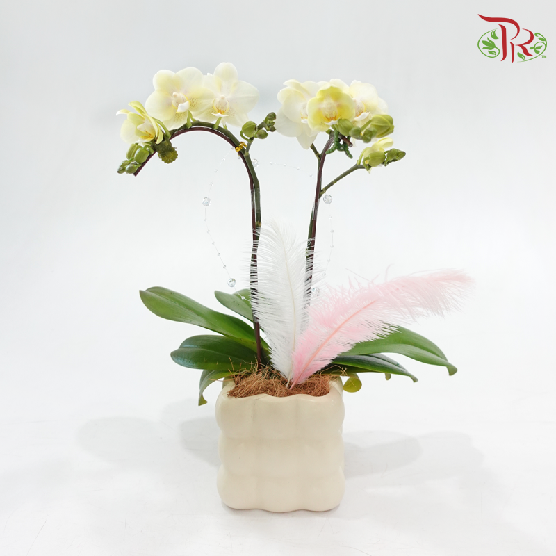 Infinite Love (Random Choose Orchid Color & Deco)