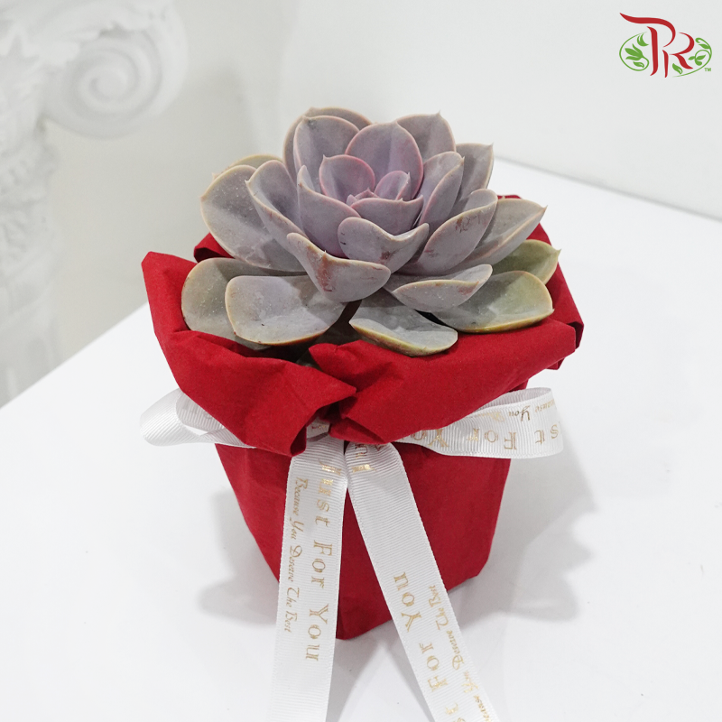 Enchanted to Meet You (Succulent) (Random Choose Design)