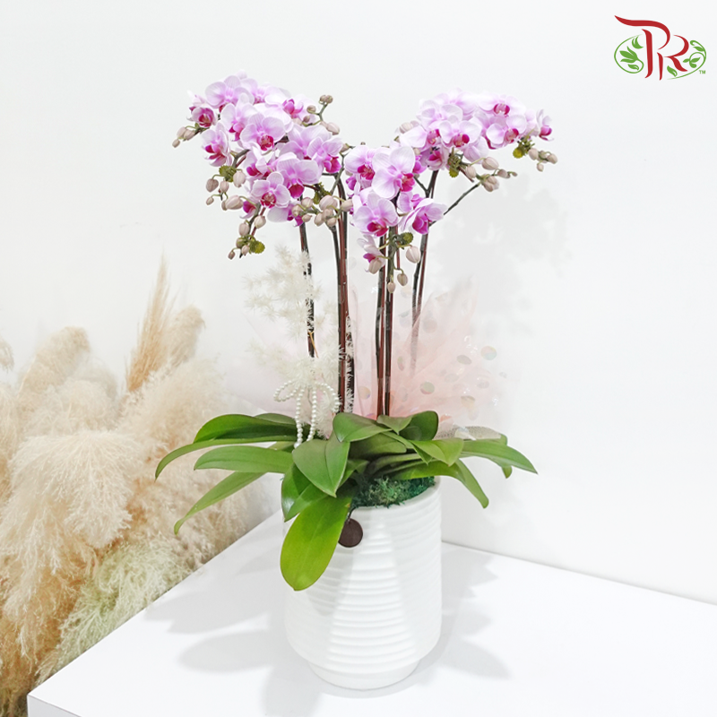 Eternal Blossom (Random Choose Orchid Color)