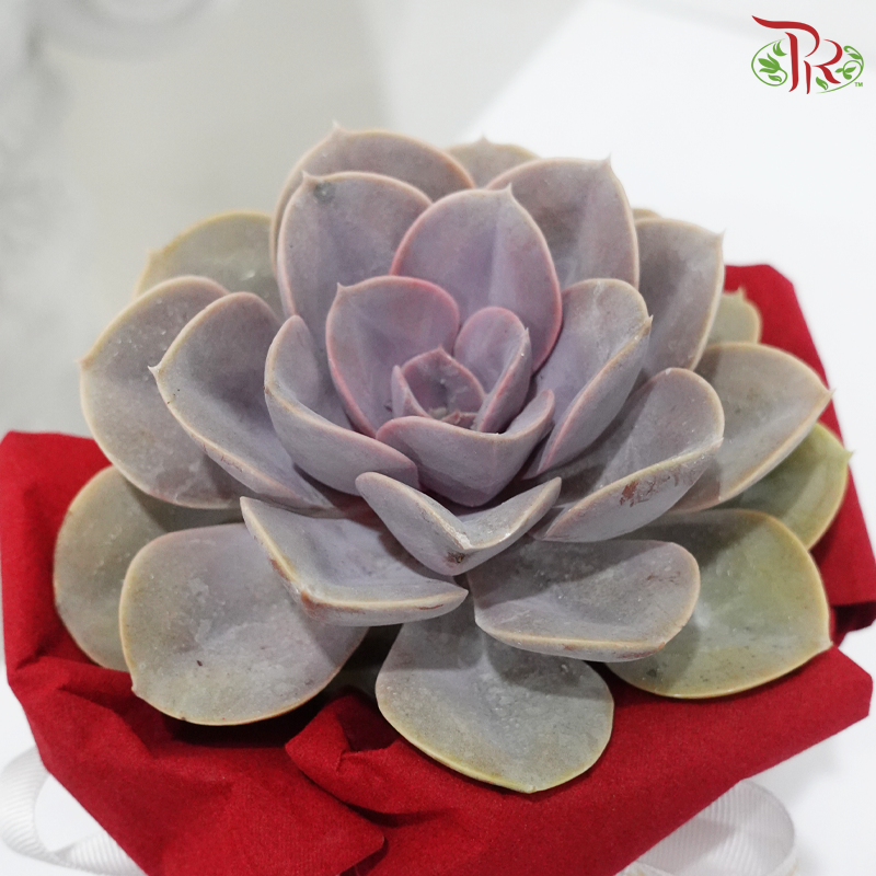 Enchanted to Meet You (Succulent) (Random Choose Design)