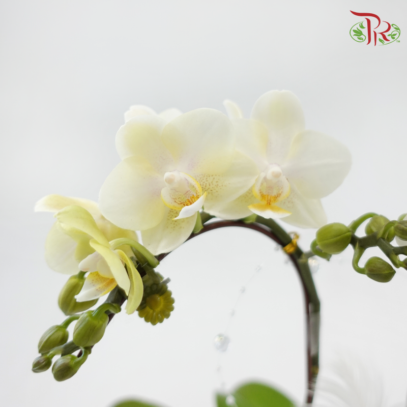 Infinite Love (Random Choose Orchid Color & Deco)