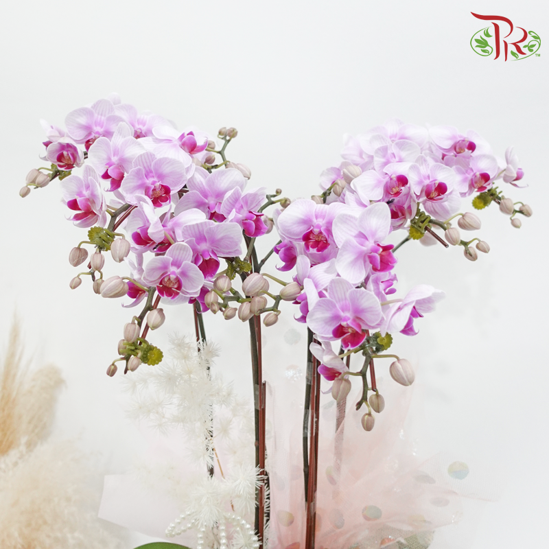 Eternal Blossom (Random Choose Orchid Color)