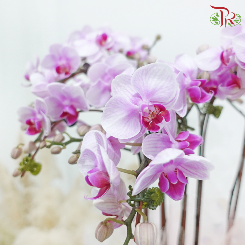 Eternal Blossom (Random Choose Orchid Color)