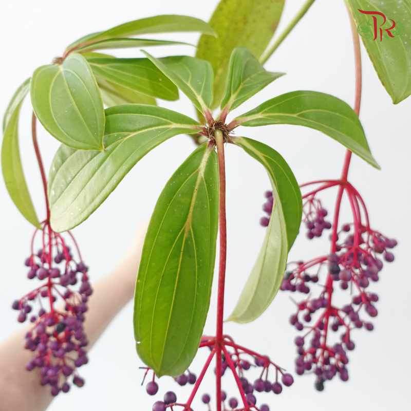 Purple Berry