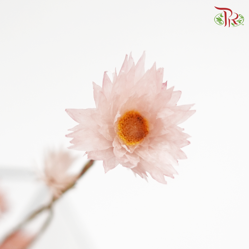 Preserved Shiny Pink (3024-0-100) - Pudu Ria Florist