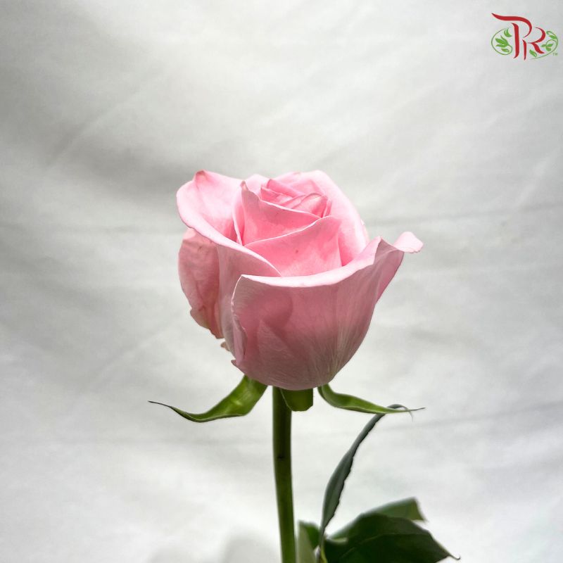Ceres Rose