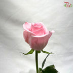 Ceres Rose