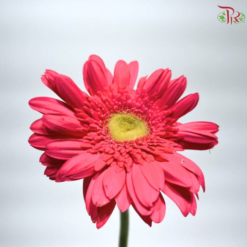 Gerbera