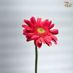 Gerbera