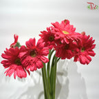Gerbera