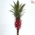 Ananas lucidus (Dwarf Pineapple)