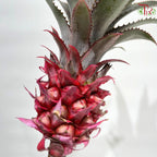 Ananas lucidus (Dwarf Pineapple)