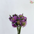 Scabiosa