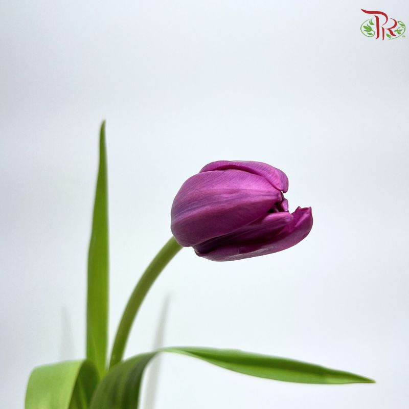 Tulip