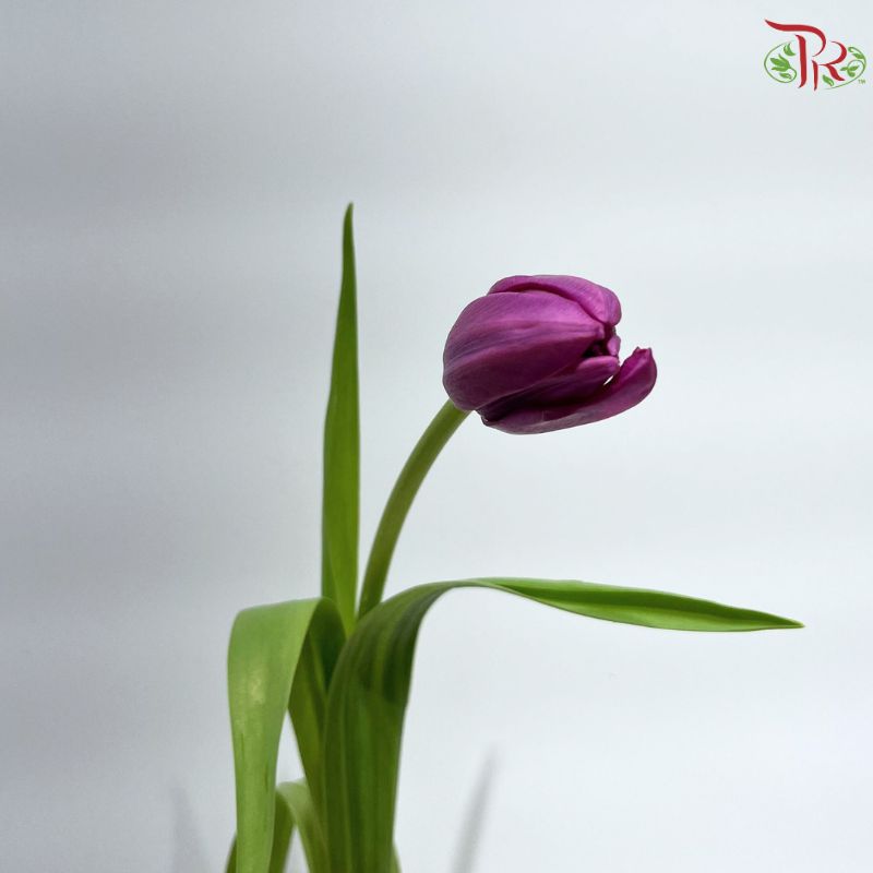 Tulip
