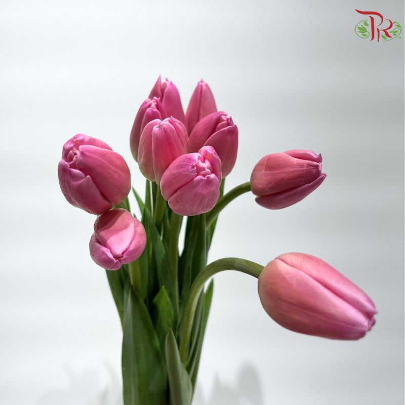 Tulip