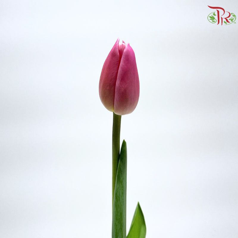 Tulip