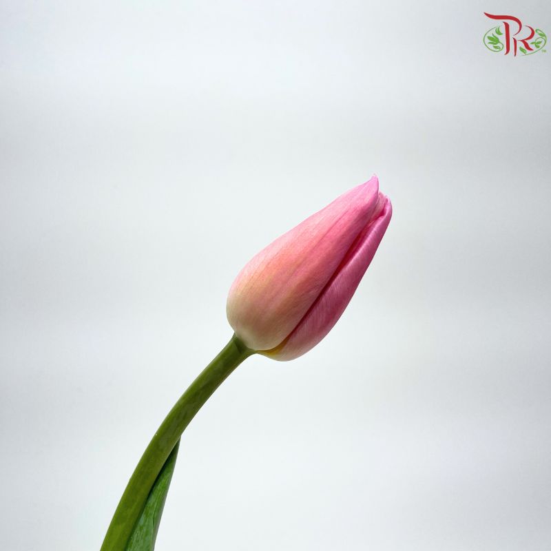 Tulip