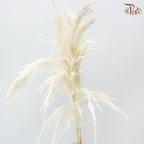 Dry Wild Pampas Grass