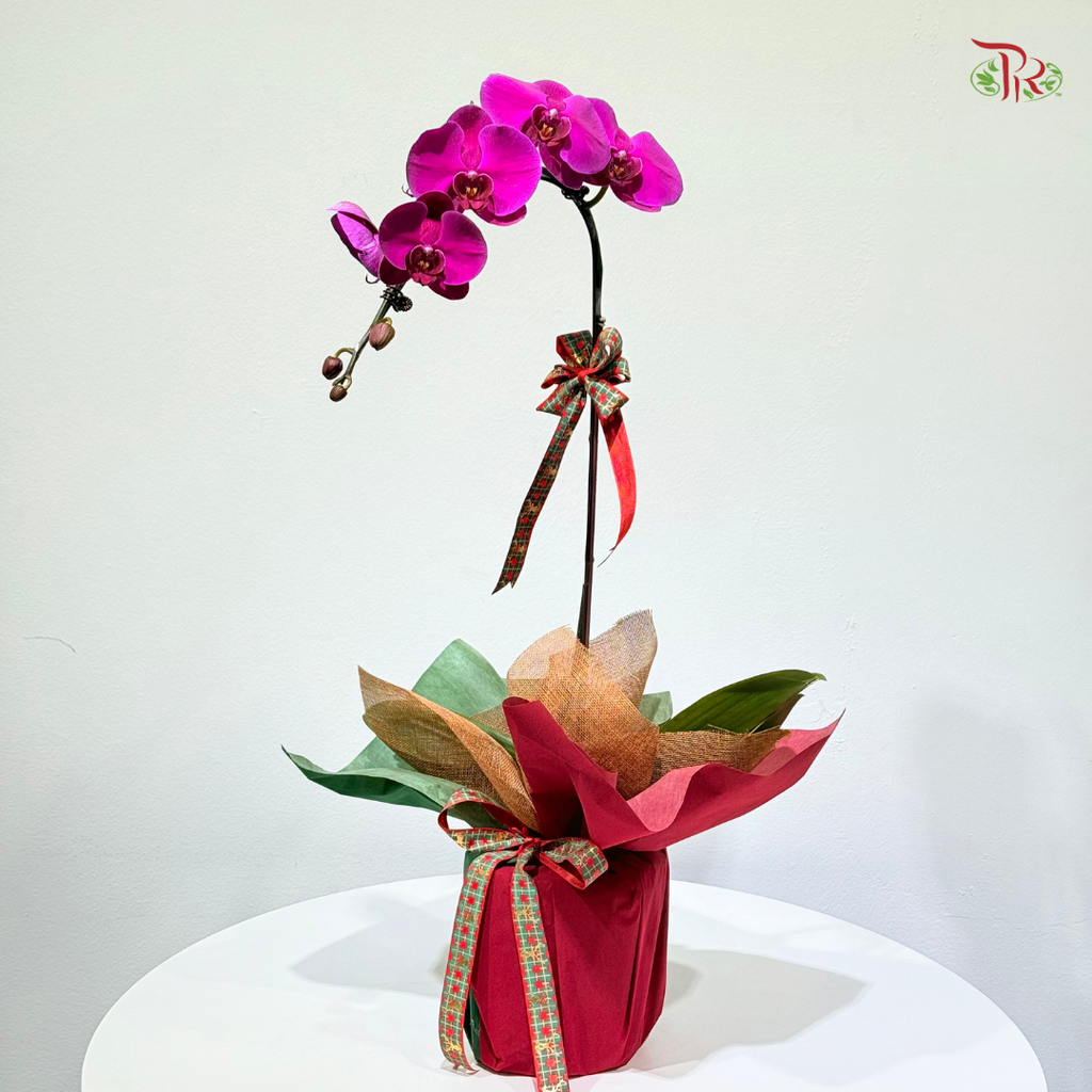 【XMAS 2025】Festive Harmony 圣诞和韵