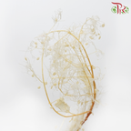 Preservative Cotinus (Per Bunch) - Pudu Ria Florist