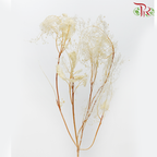 Preservative Cotinus (Per Bunch) - Pudu Ria Florist
