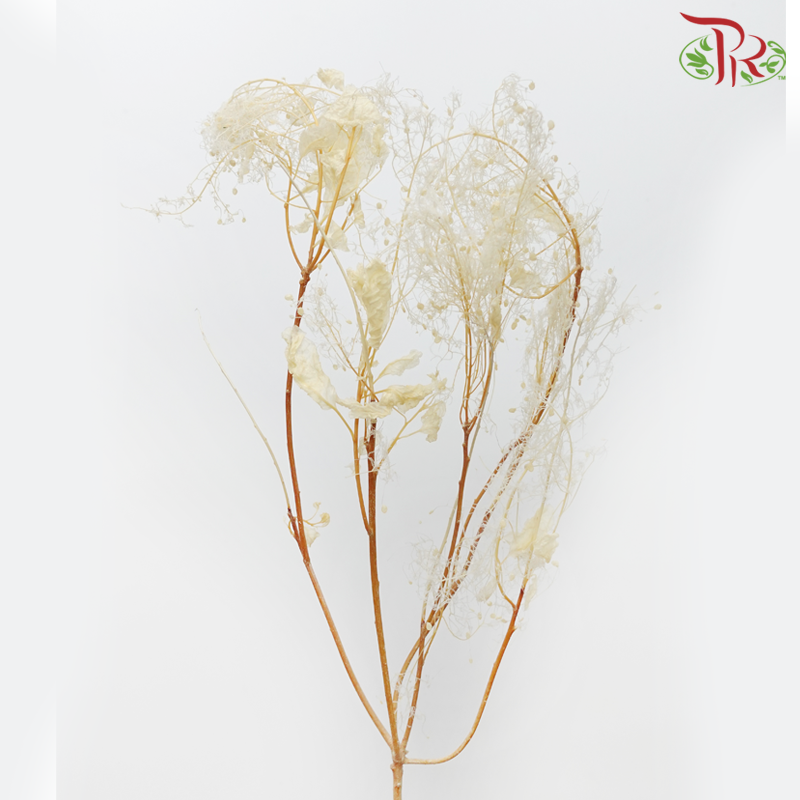 Preservative Cotinus (Per Bunch) - Pudu Ria Florist