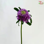 Scabiosa