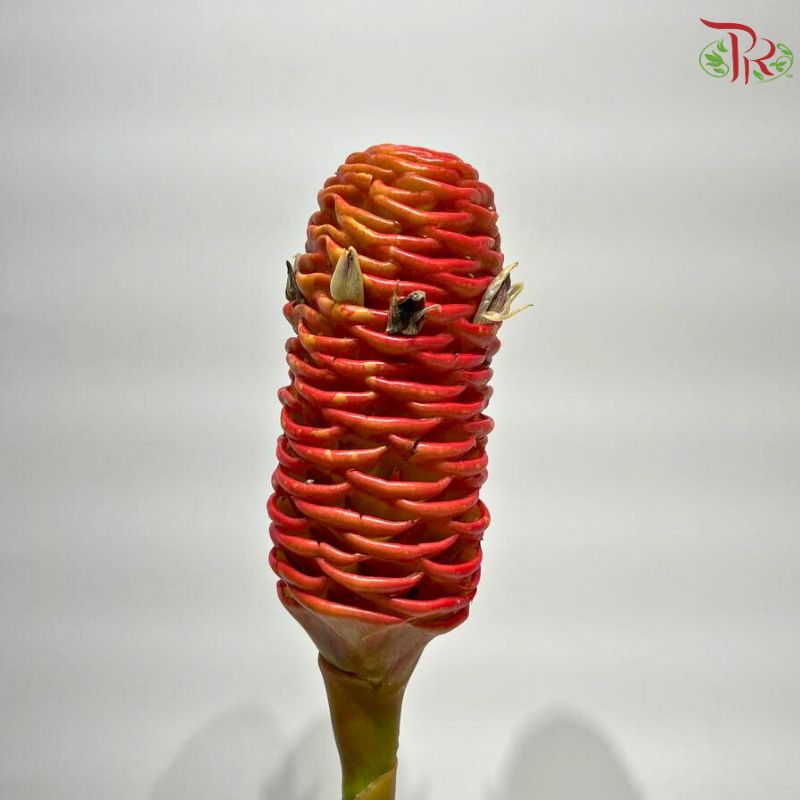 Shampoo Ginger Peach