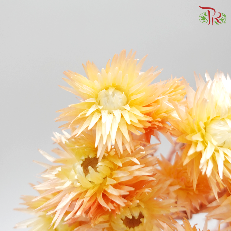 Preserved Silver Daisy - Orange (3200-0-512) - Pudu Ria Florist