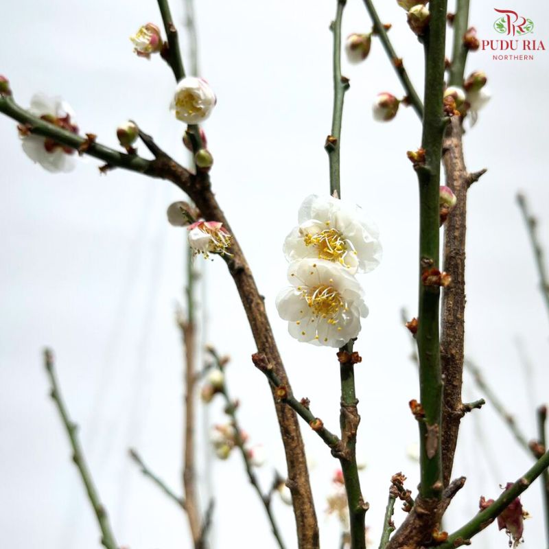 Philadelphus Incanus
