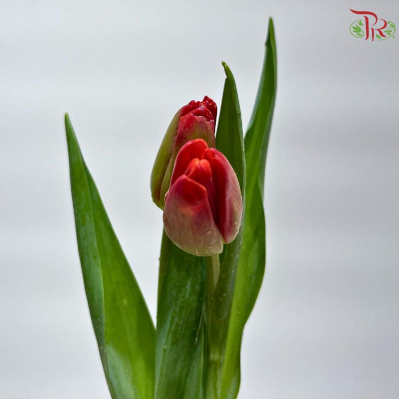 Tulip