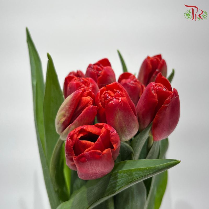 Tulip