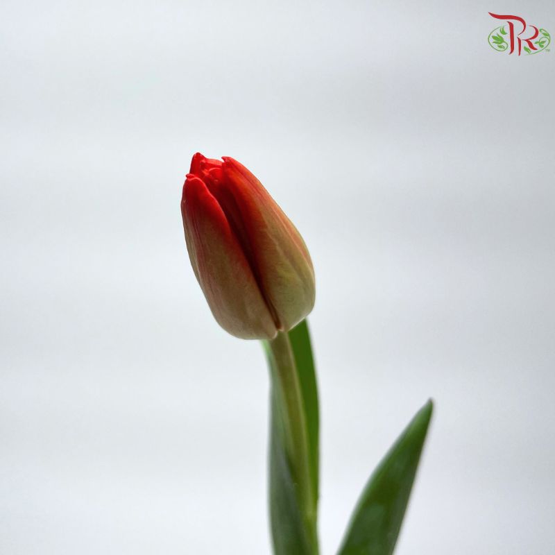 Tulip