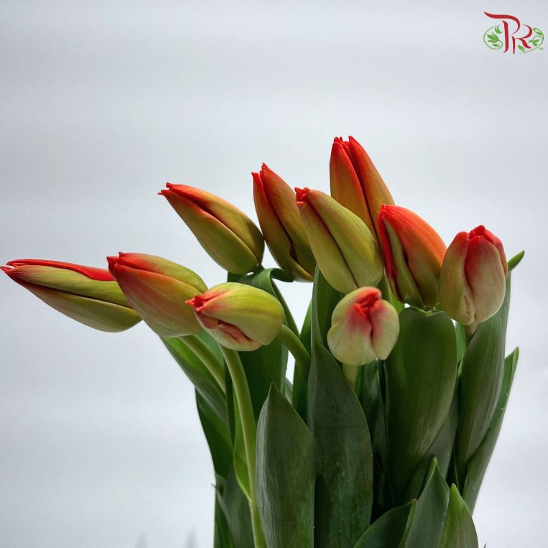Tulip
