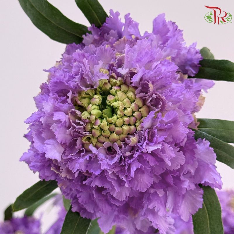 Scabiosa