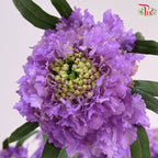 Scabiosa
