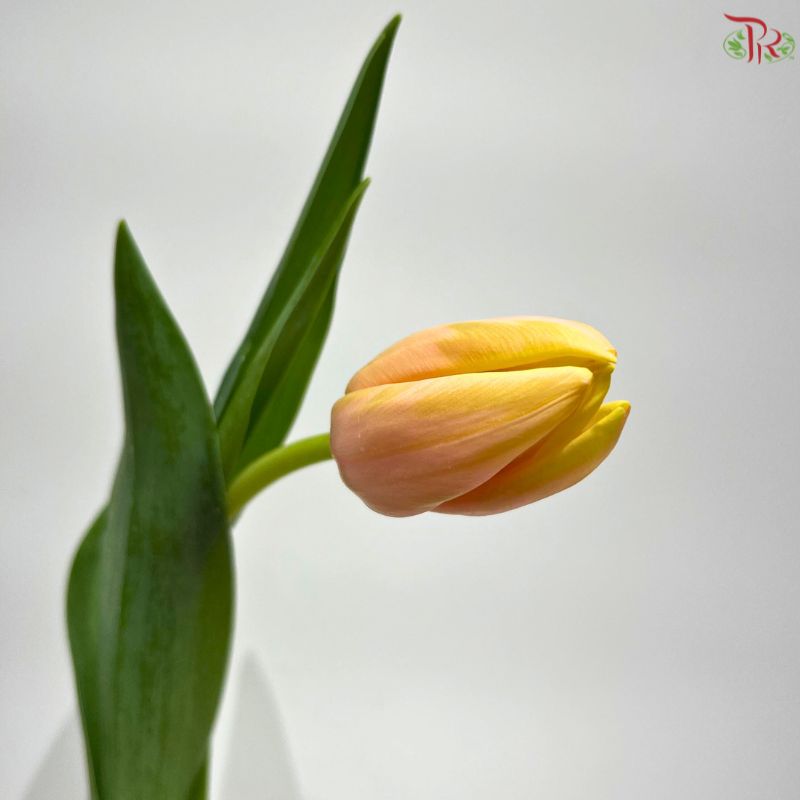 Tulip