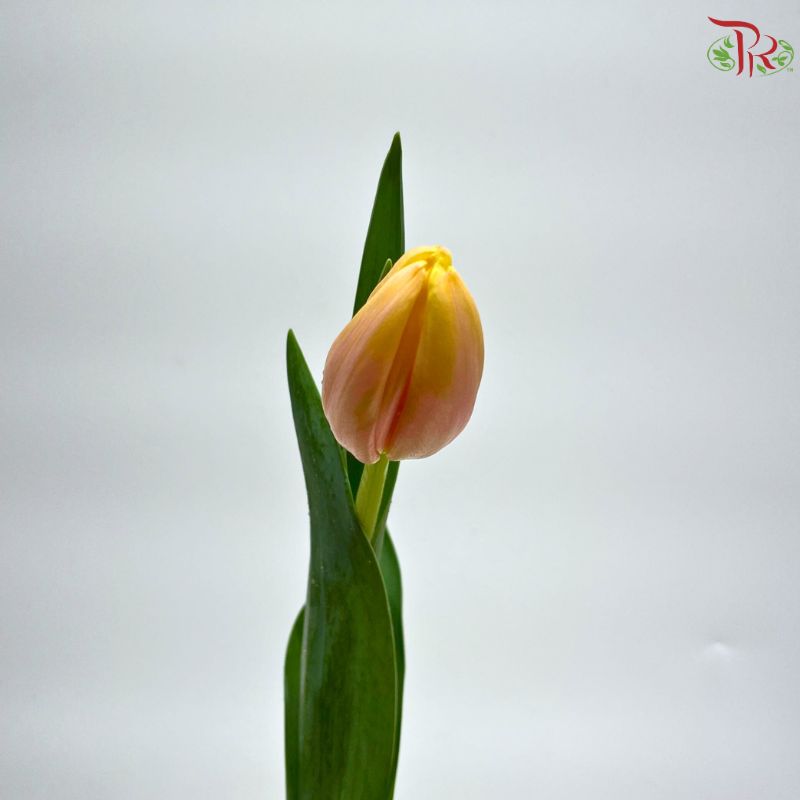Tulip
