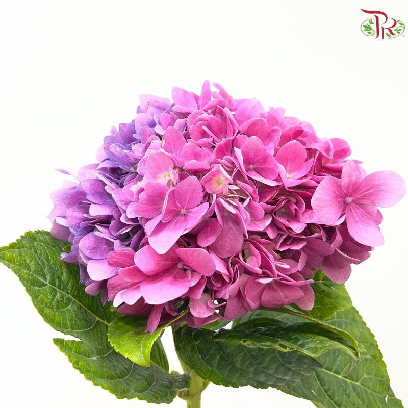 Hydrangea 《绣球花》