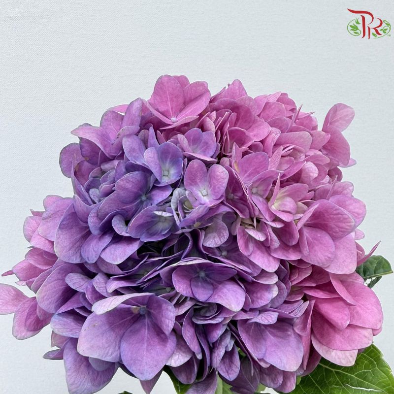Hydrangea 《绣球花》