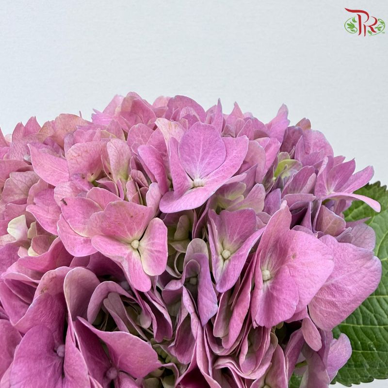 Hydrangea 《绣球花》