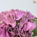 Hydrangea 《绣球花》