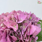 Hydrangea 《绣球花》