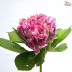 Hydrangea 《绣球花》
