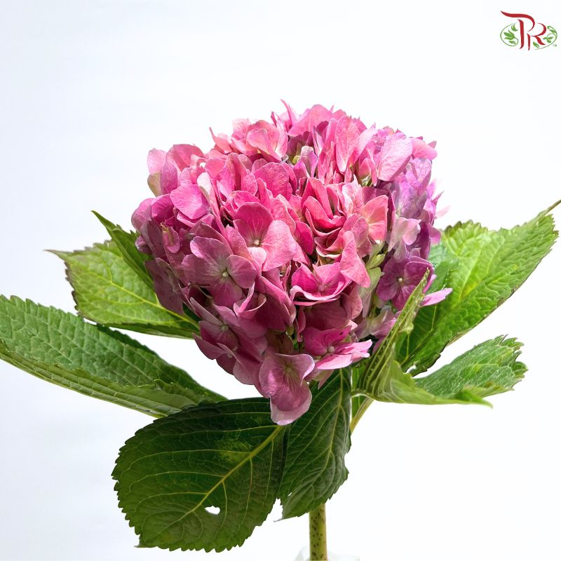 Hydrangea 《绣球花》