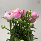 Ranunculus Cloni
